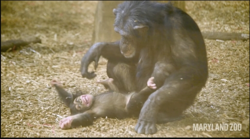 Schimpansin Mutter nimmt elternloses Schimpansen Baby auf und behandelt es, als wäre es ihr eigenes